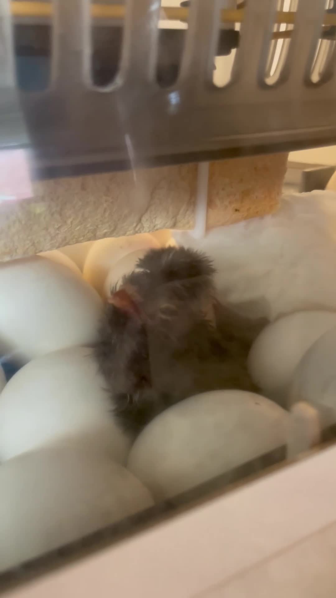 Chickens poultry for sale: Fertile polish / Poland chicken eggs - Video 1