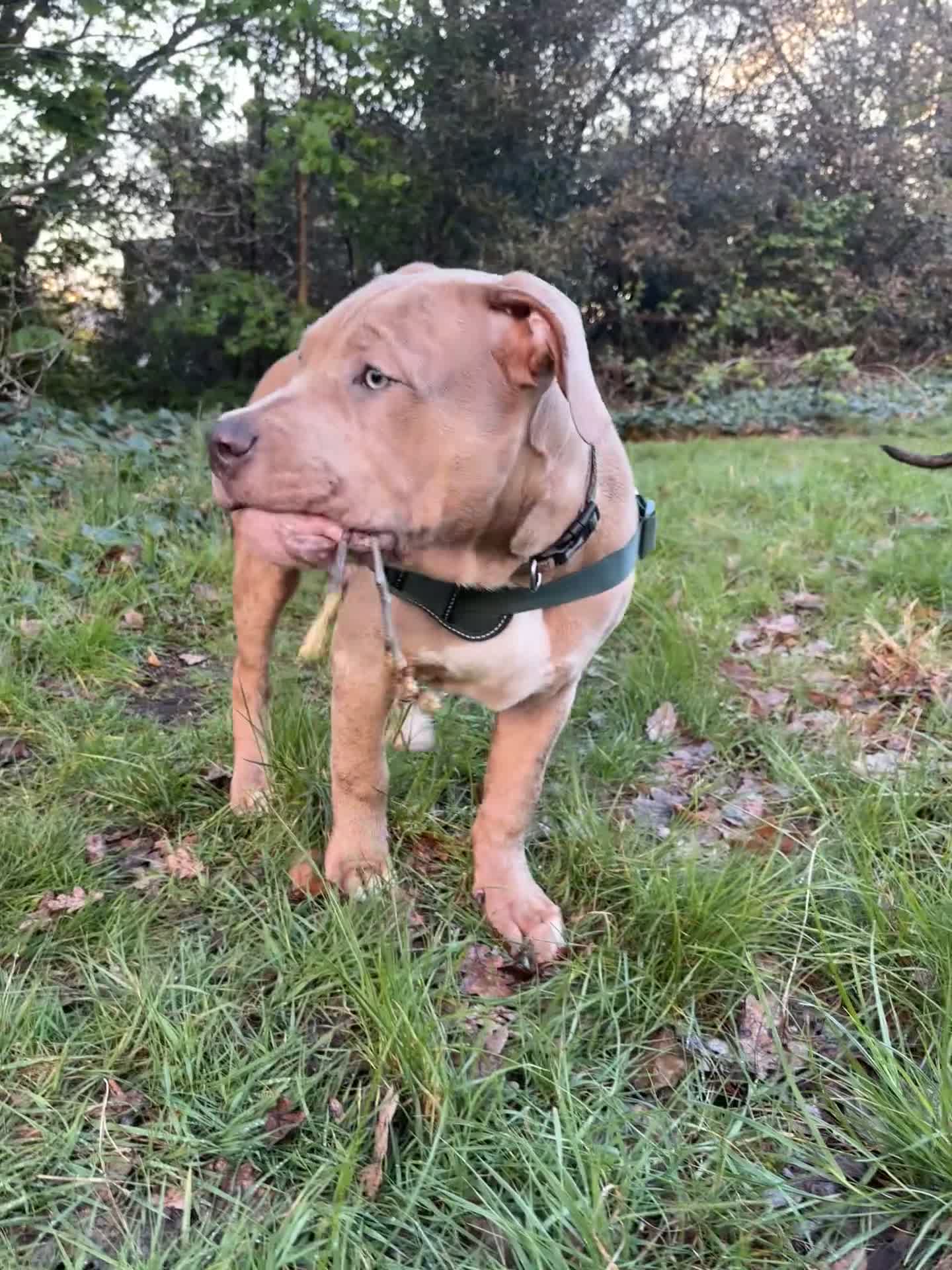 Mixed Breed dogs for sale: Gorgeous 4 month old Amstaff Pup - Video 4