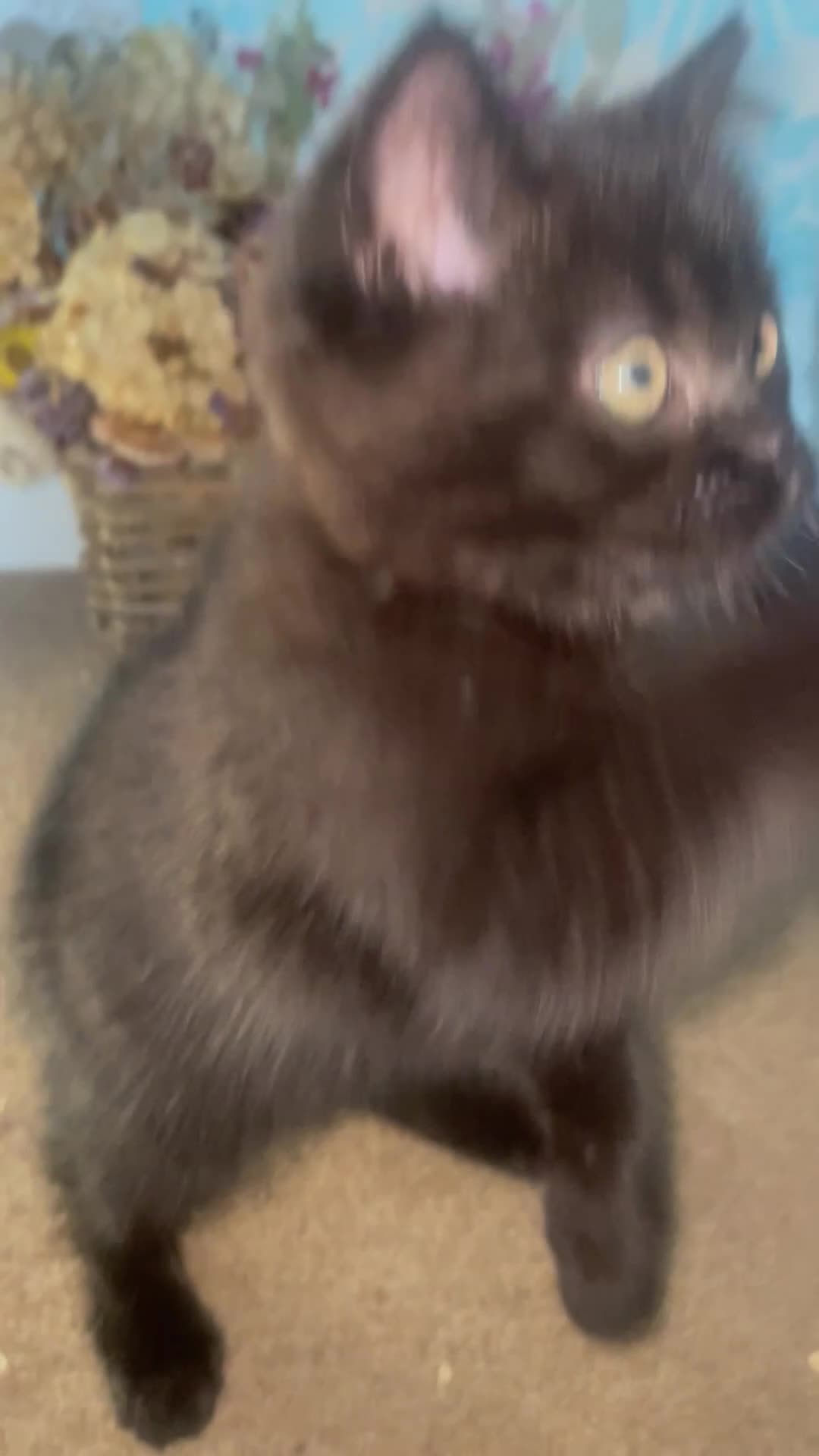 British Shorthair cats for sale: British shorthair chocolate brown mocha kitten - Video 3