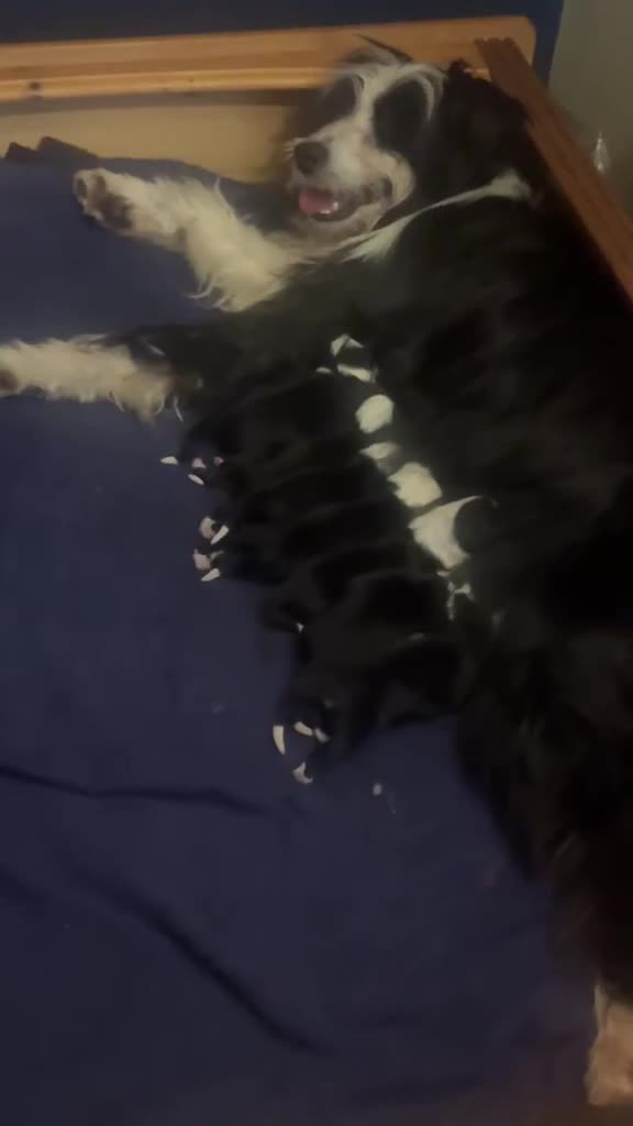 Mixed Breed dogs for sale: Bearded Collie x Border Collie Puppies - Video 1