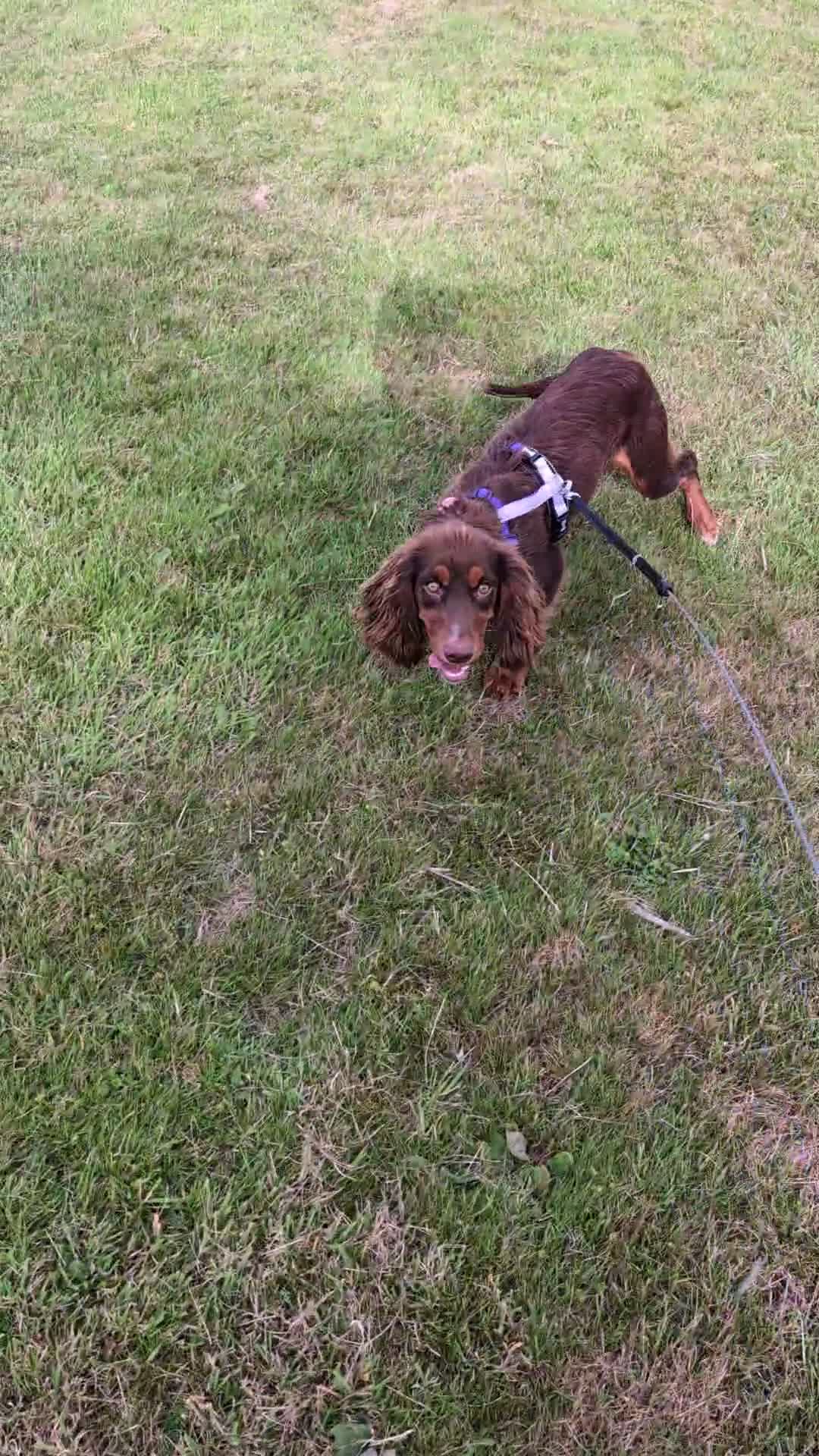 Cocker Spaniel dogs for sale: 1 year old Cocker Spaniel  - Video 1