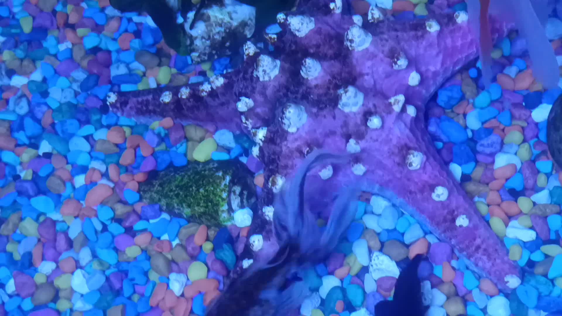 Fancy Goldfish fish for sale: ✨ Beautiful Fancy Goldfish Looking for a New Home  - Video 1