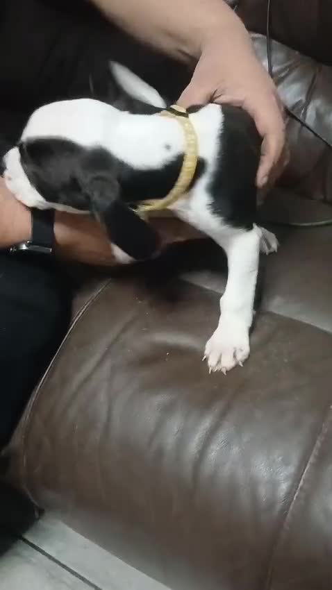 Mixed Breed dogs for sale: English bulldog vs English cockerspaniel - Video 1