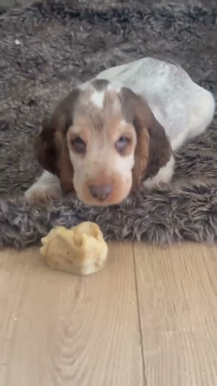 Cocker Spaniel dogs for sale: Show cocker spaniels  - Video 1