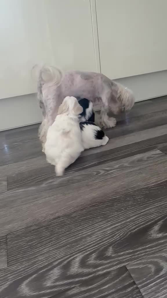 Maltipoo dogs for sale: Exceptional Micro Asian Maltipoo’s, 3 girls  in Staines - Video 2