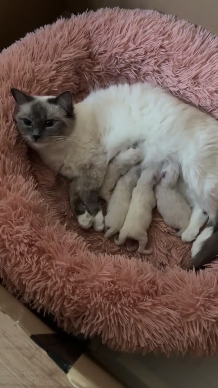 Ragdoll cats for sale: Ragdoll Blue Point/ Bicolor For Sale!!! - Video 1