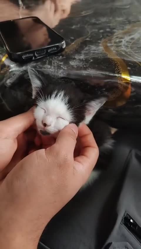 Mixed Breed cats for sale: Cuddly kitten ready for a new home  - Video 1