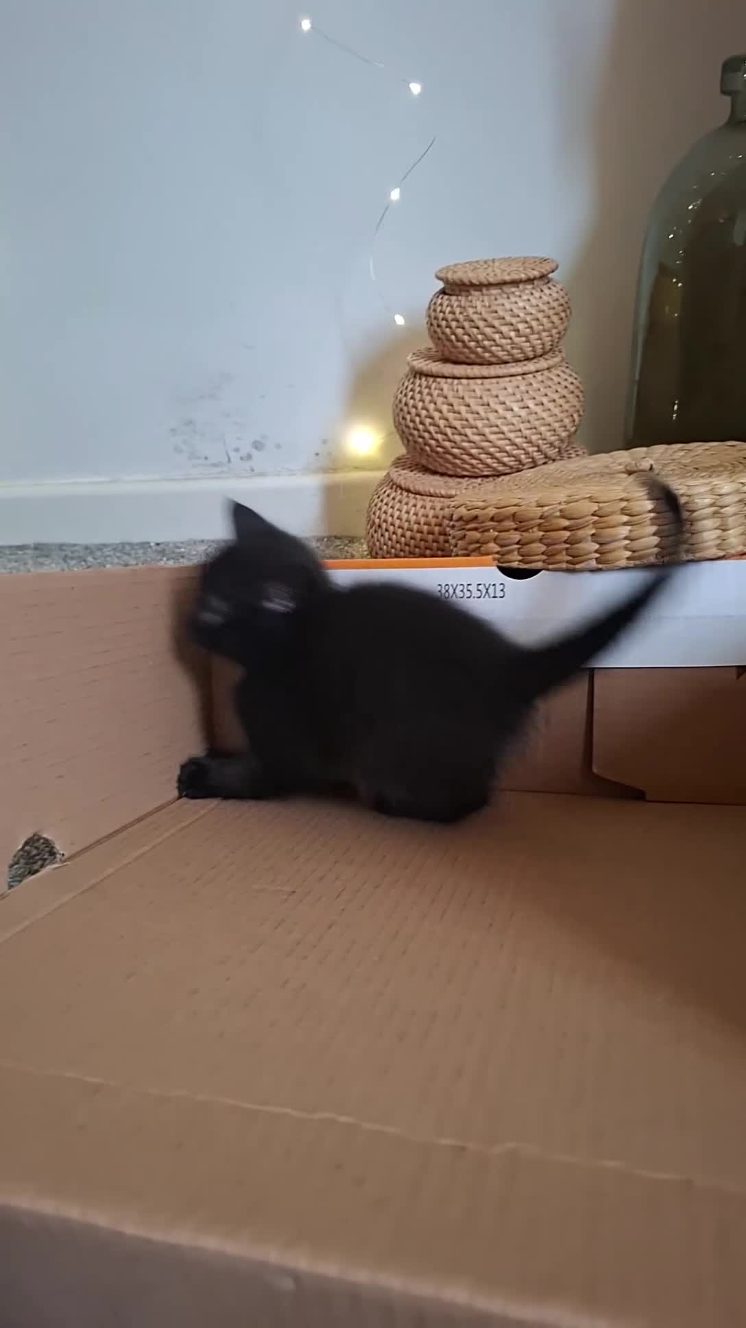 Domestic Shorthair cats for sale: 3 Jet Black Tuxedo Kittens in Evesham - Video 1