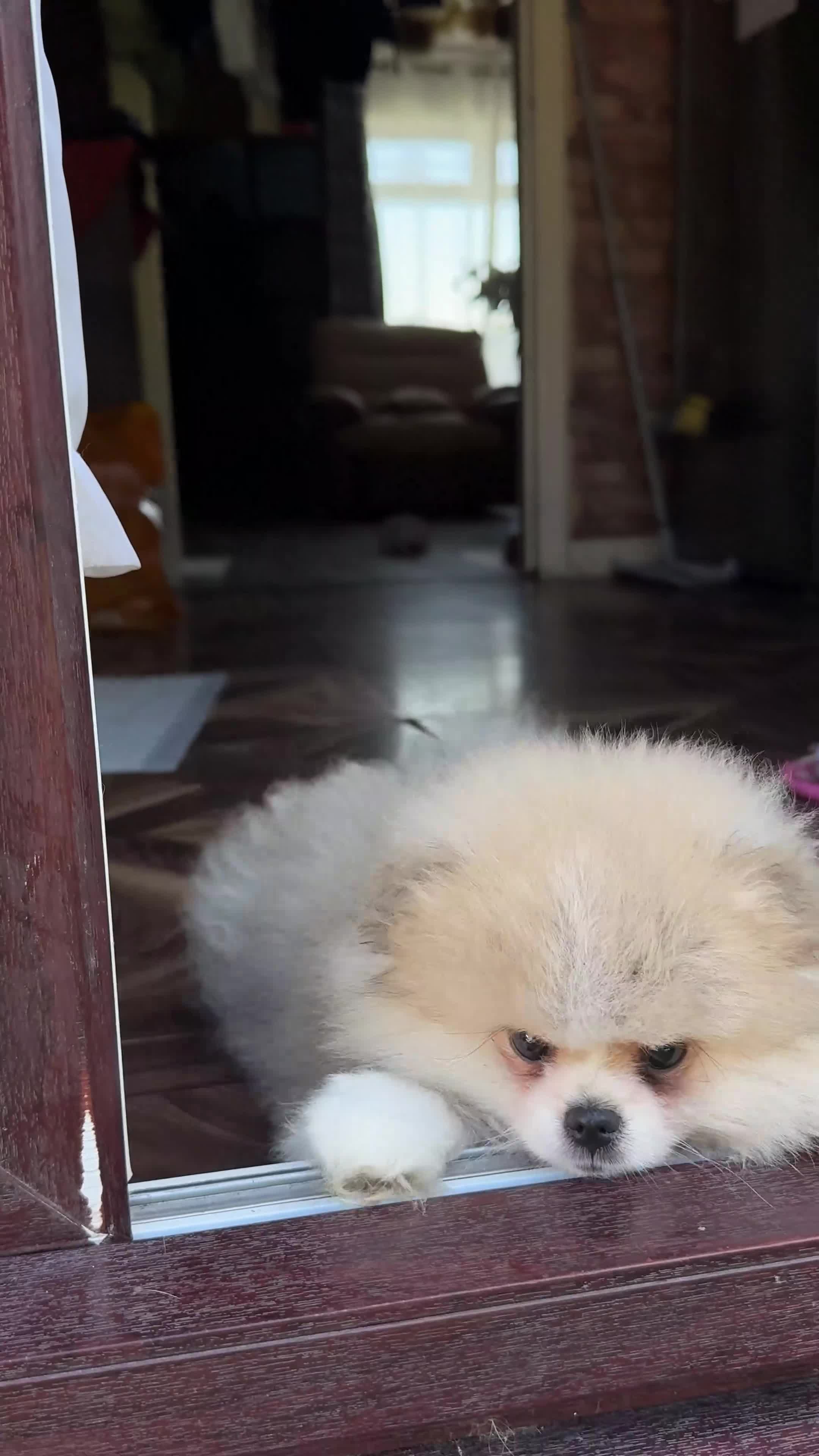 Pomeranian dogs for sale: Stunning Teddy Bear,KC Registered,Fluffy & Loving  - Video 1
