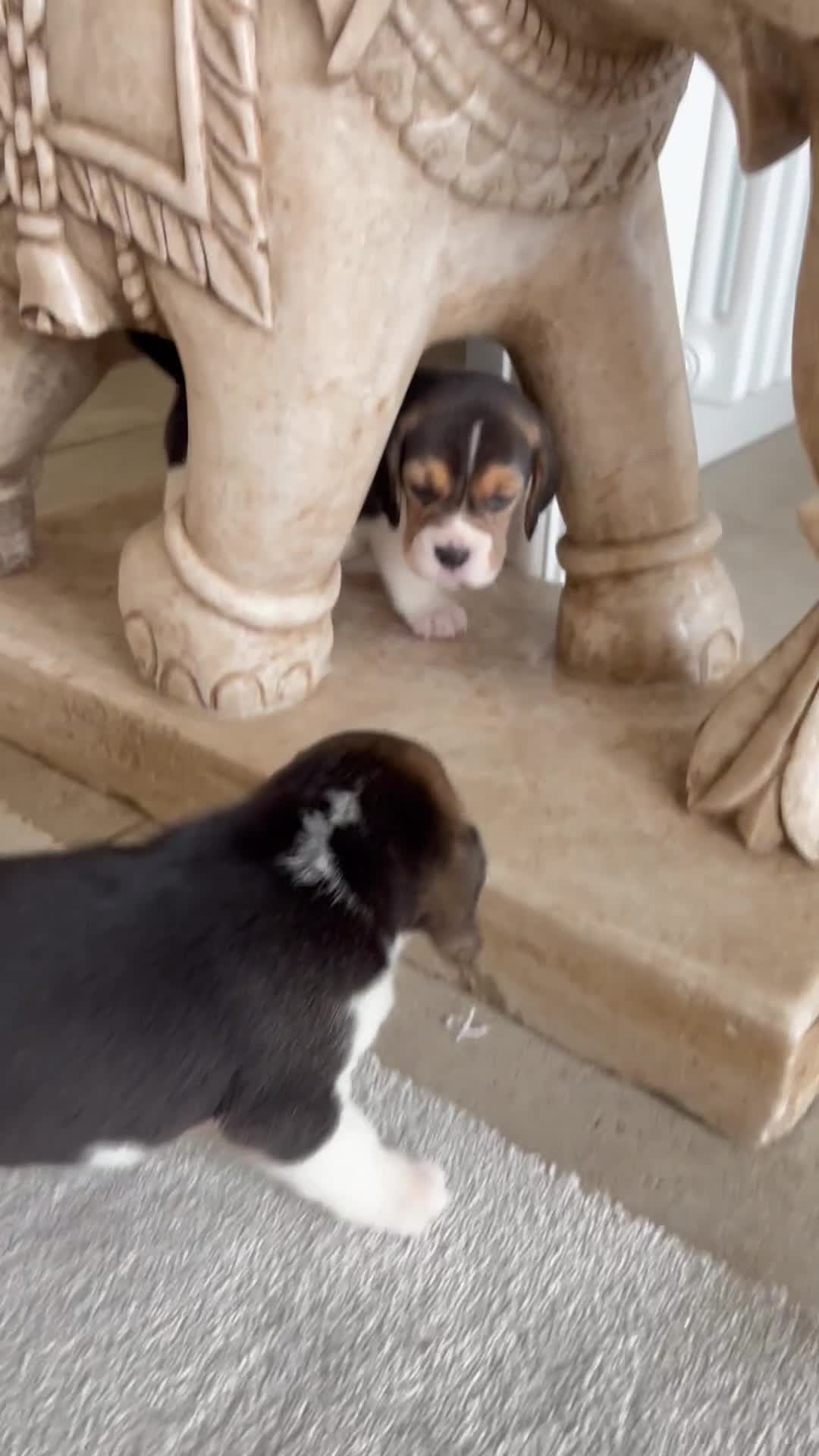 Beagle dogs for sale: Davicard/duffosee beagles - Video 2