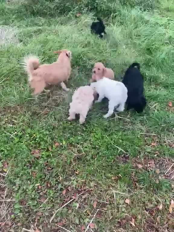 Jackapoo dogs for sale: Health checked and Fully vaccinated Jackapoos in Perth - Video 1