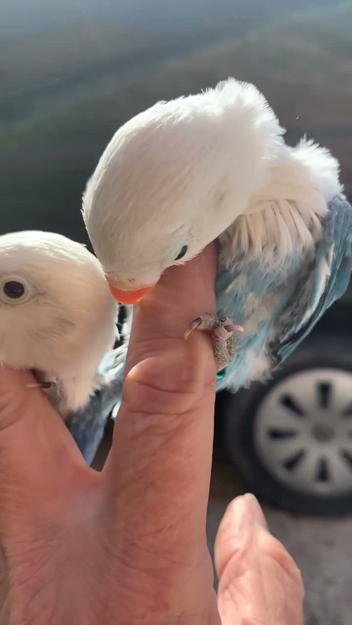 Lovebirds birds for sale: Fischer opaline par blue par turquoise lovebird  - Video 2