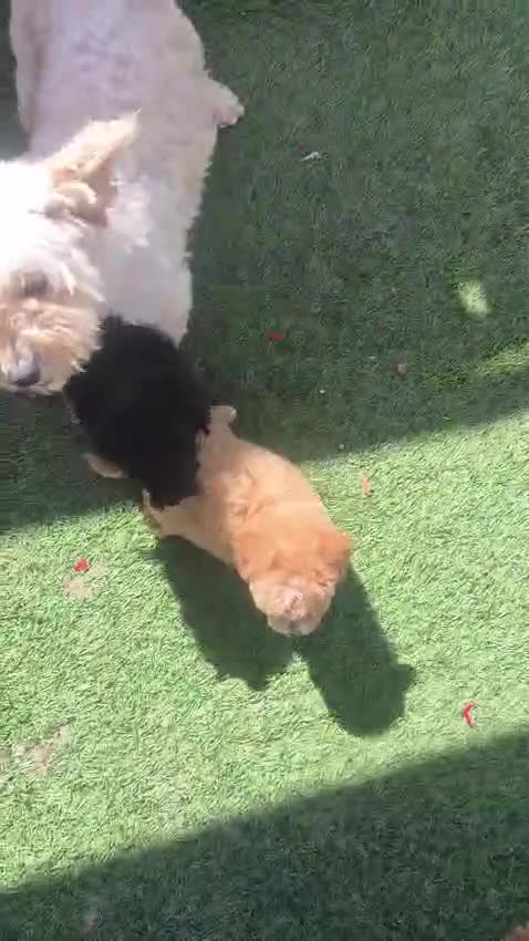 Cavapoo dogs for sale: Toy cavapoos heath checked 100 percent perfect - Video 2