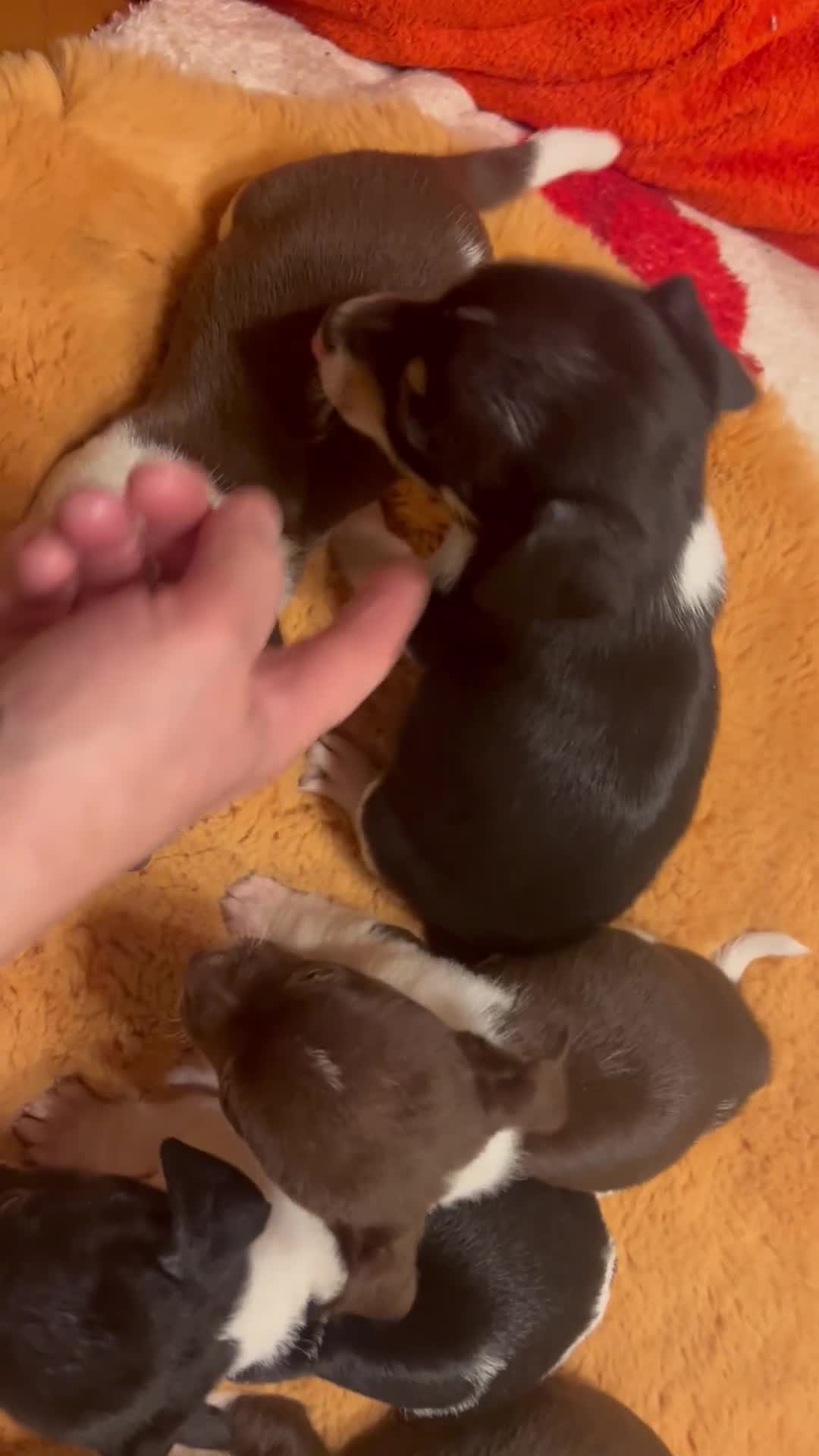 Jack Russell dogs for sale: Jack Russell puppies short legged  - Video 1