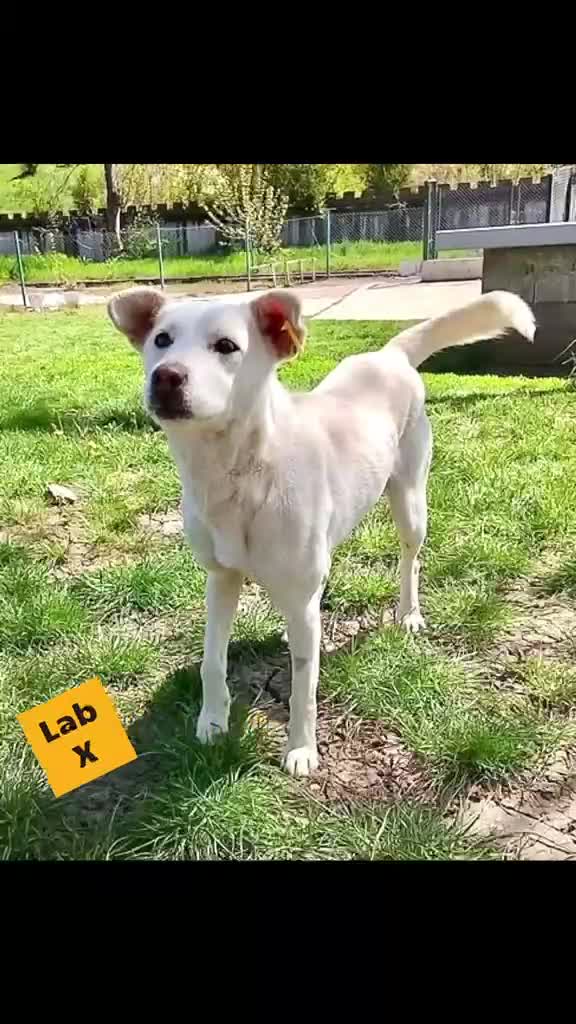 Mixed Breed dogs for adoption: Ghost, female 1 yr approx. Available for adoption. - Video 1