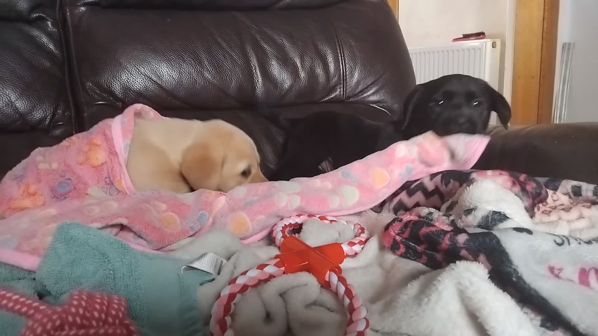 Labrador Retriever dogs for sale: Gorgeous Labrador KC Registered  - Video 2