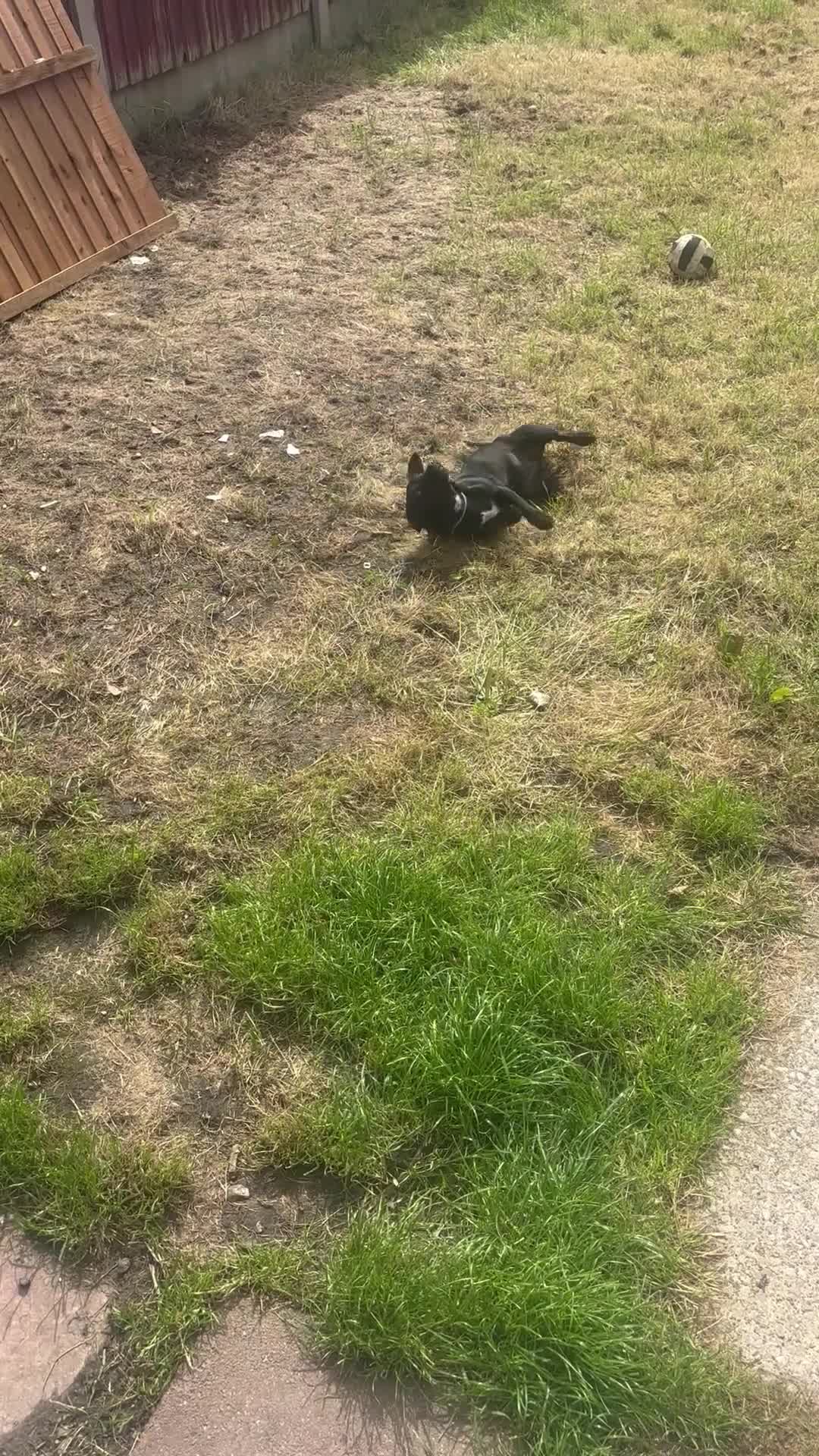 Mixed Breed dogs for sale: Rehome - Video 1