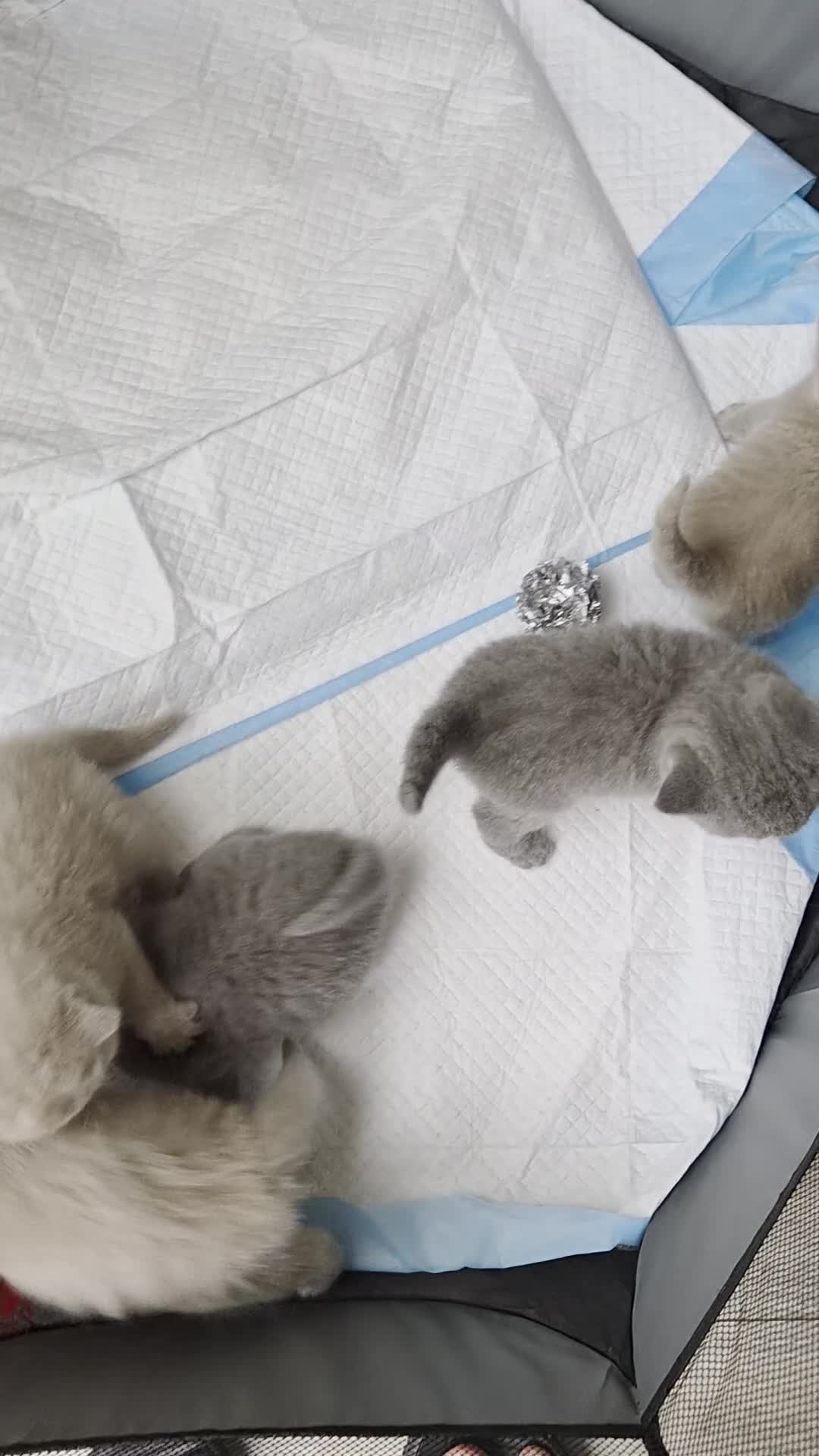 British Shorthair cats for sale: 1 Lilac & 1 Blue BSH kittens left - Video 2