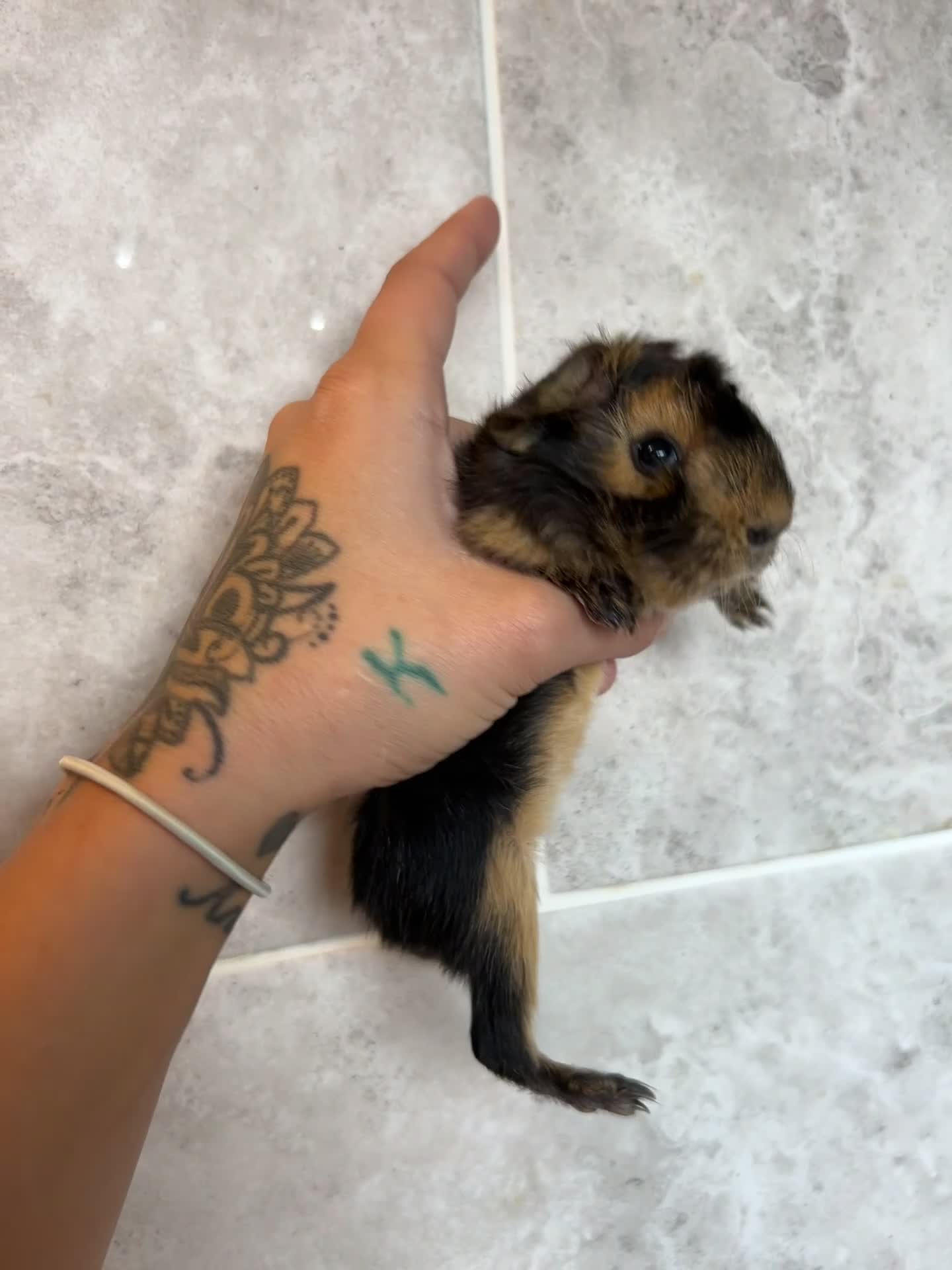 Guinea Pig rodents for sale: Beautiful Otter colour full peruvian& 3 PEWs   - Video 1
