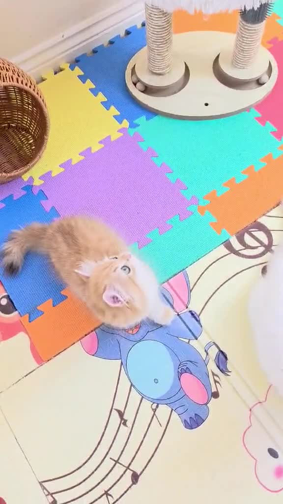British Longhair cats for sale: British Longhair Kittens – Champion Lines ✨ - Video 4