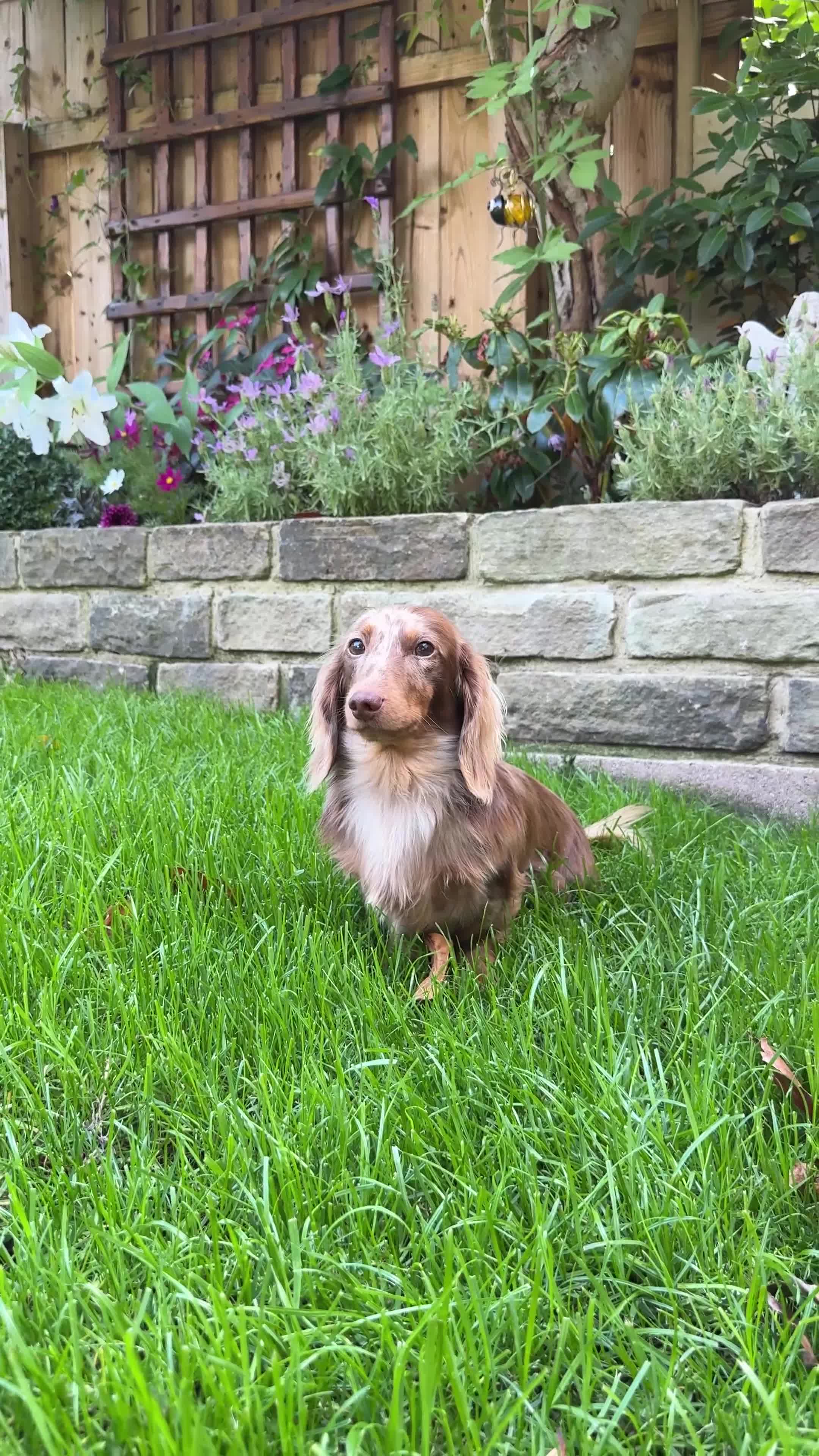 Miniature Dachshund dogs for stud: KC Reg Health Tested Longhaired Chocolate Dapple - Video 2