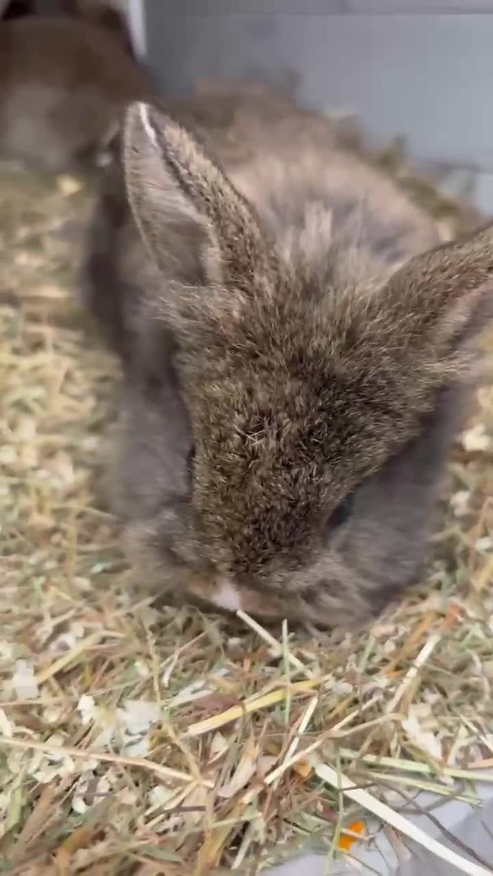 Lionhead rabbits for sale: 4 baby female rabbits for sale  - Video 3