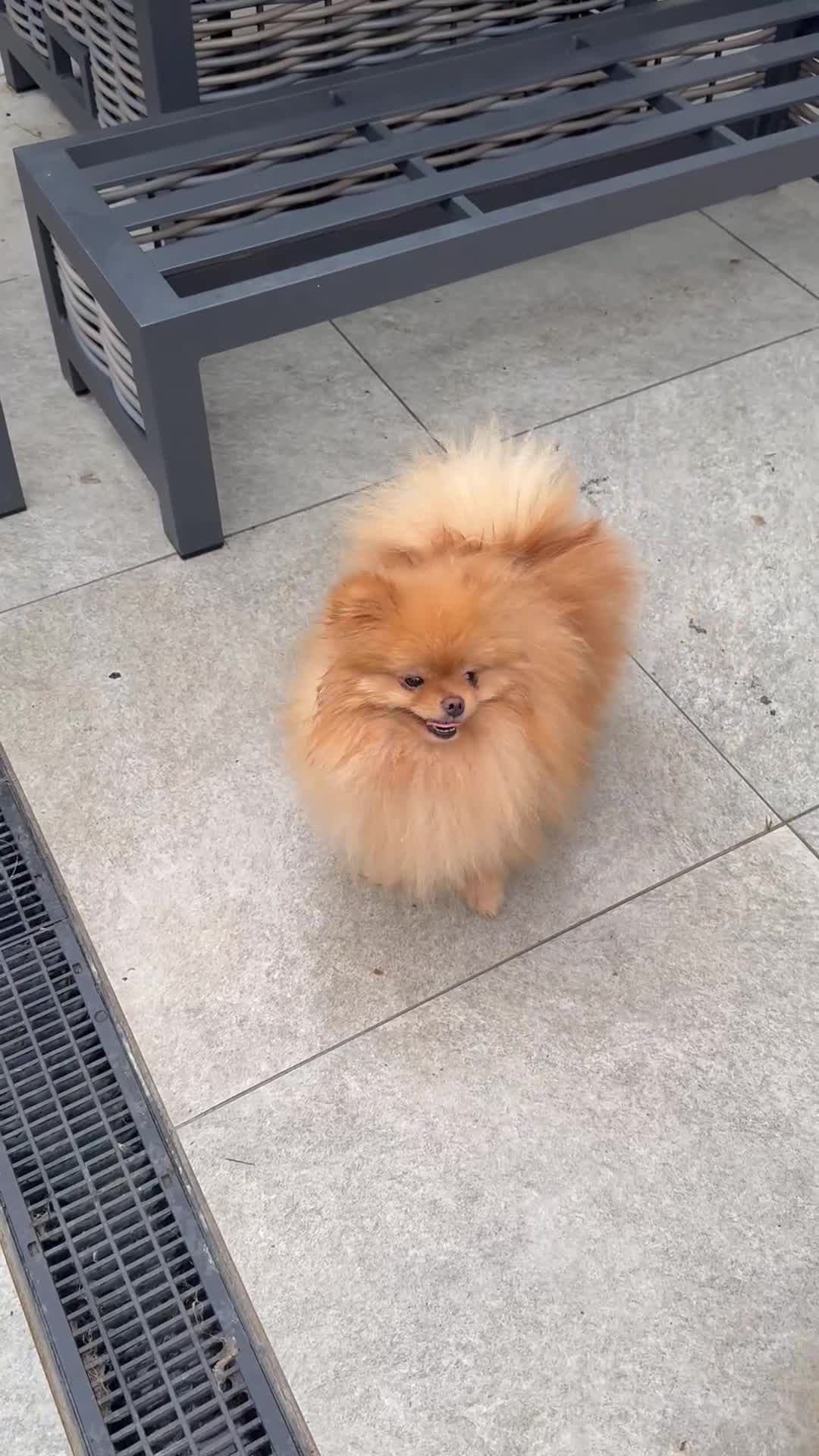 Pomeranian dogs for sale: Mr Kolev  - Video 1
