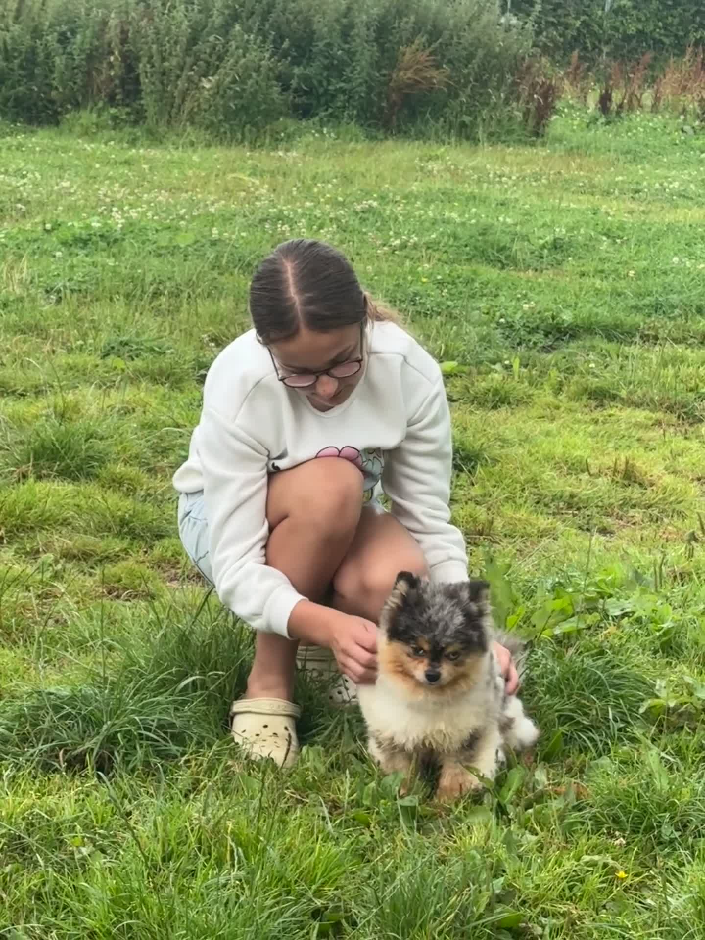 Pomeranian dogs for stud: Merle black & tan with blue eyes  in Carlisle - Video 1