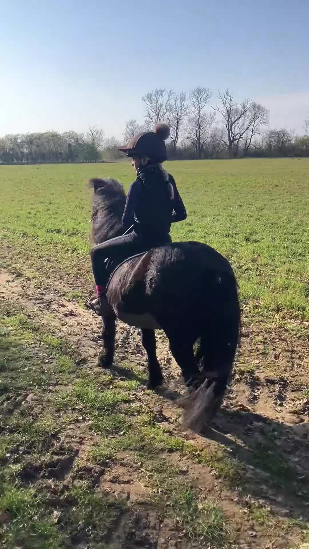Shetland pony horses for sale: Shetland - Video 2