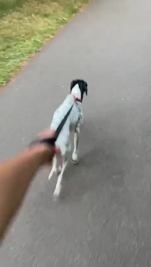 Pointer dogs for sale: Lina: Sweet 4-Year-Old Pointer Needs Loving Home - Video 1