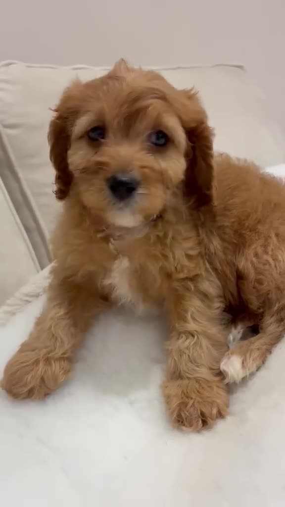 Cavapoo dogs for sale: ADORABLE F1 TOY CAVAPOOS - Video 2