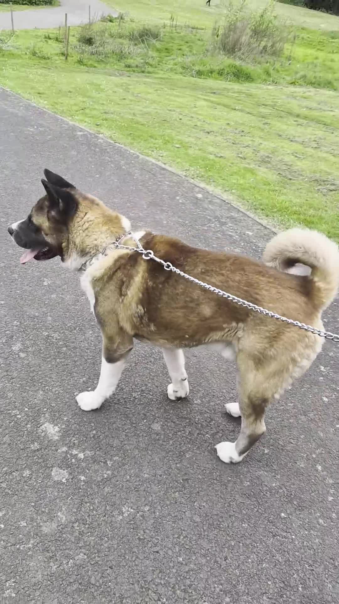 Akita dogs for sale: ⭐ Stunning American Akita – 2.5 Years Old  ⭐ - Video 1