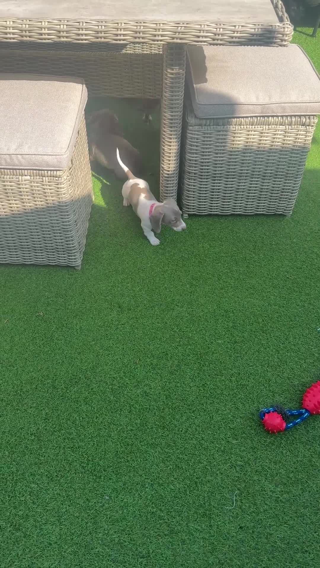 Dachshund dogs for sale: Dachshund piebald Puppy READY NOW  - Video 2