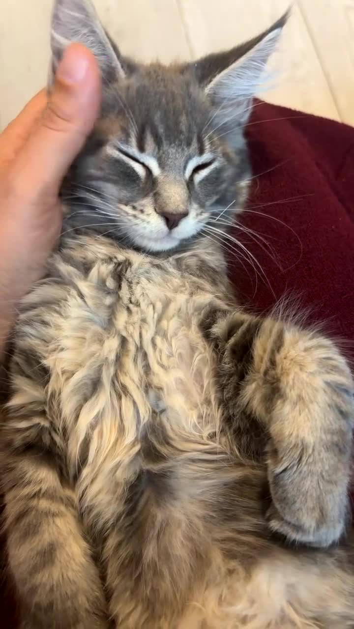 Maine Coon cats for sale: One blue silver mainecoon girl left  - Video 1