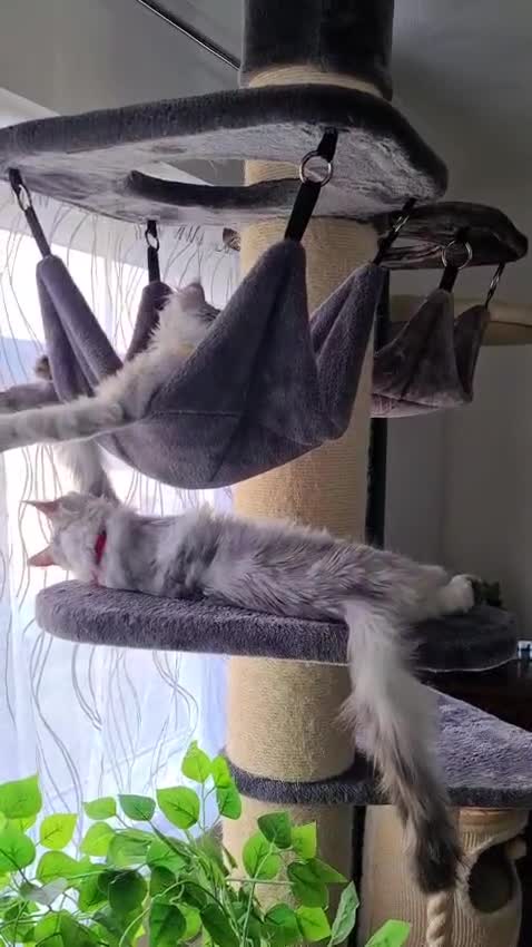 Maine Coon cats for sale: Stunning Maine Coon Kittens Ready - Video 1