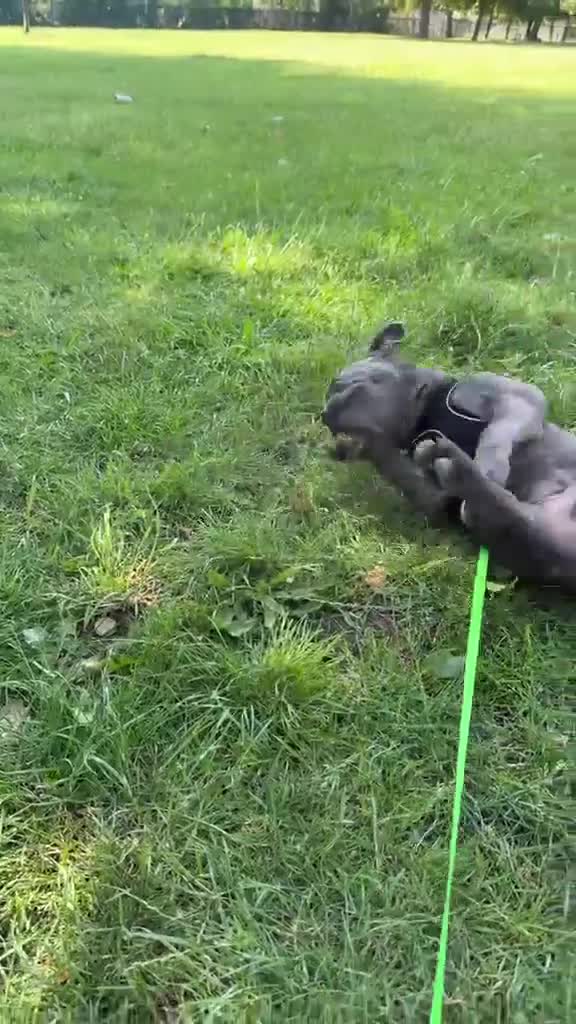French Bulldog dogs for sale: French Bulldog Puppy Looking for a Loving Home in London - Video 2