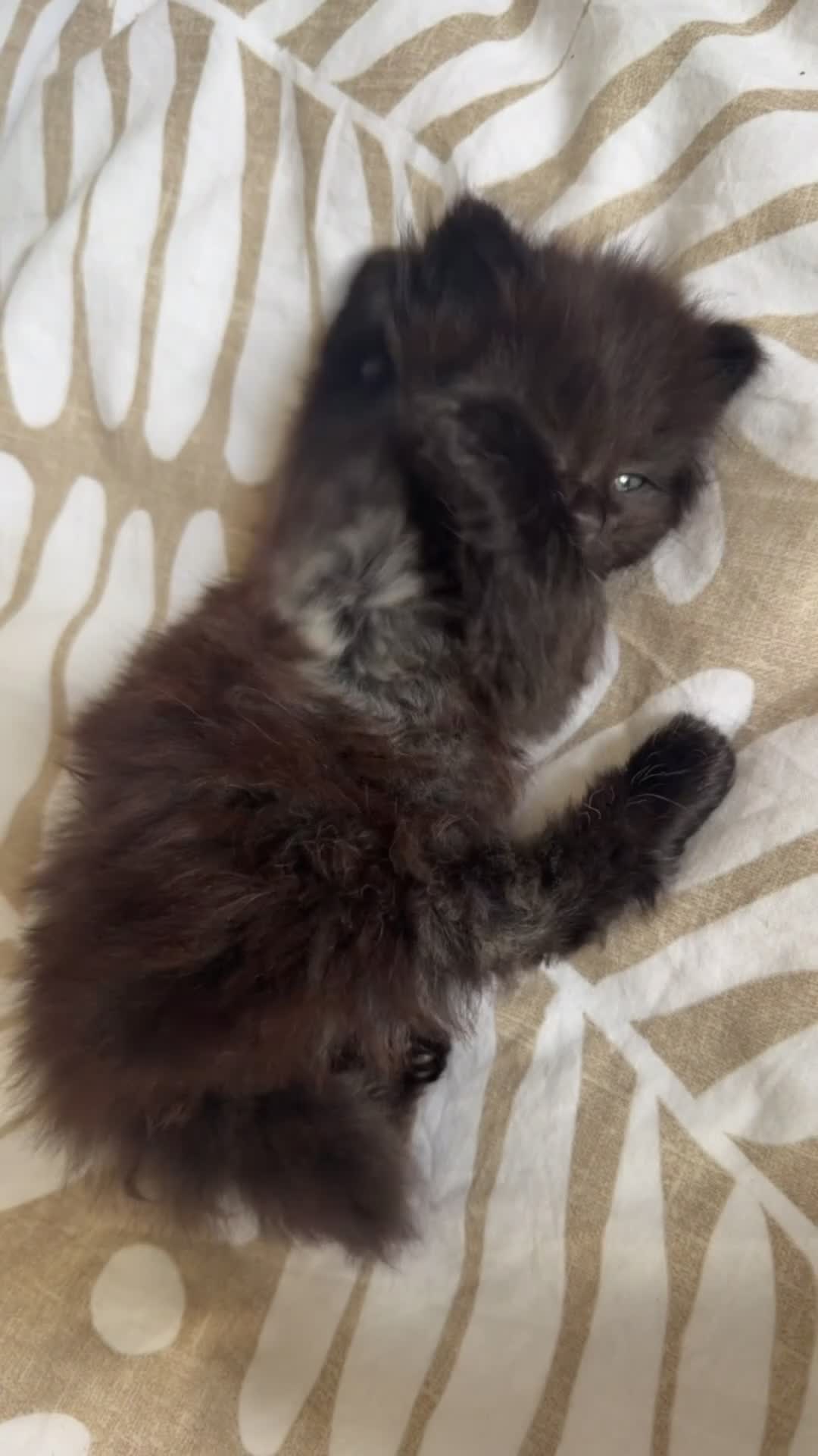 Maine Coon cats for sale: X3 Maine Coon Tabbys  - Video 1