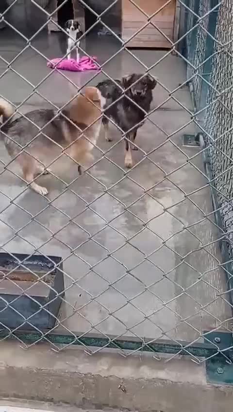 Mixed Breed dogs for adoption: Edie, 1 yr old approx. Available for adoption. - Video 5