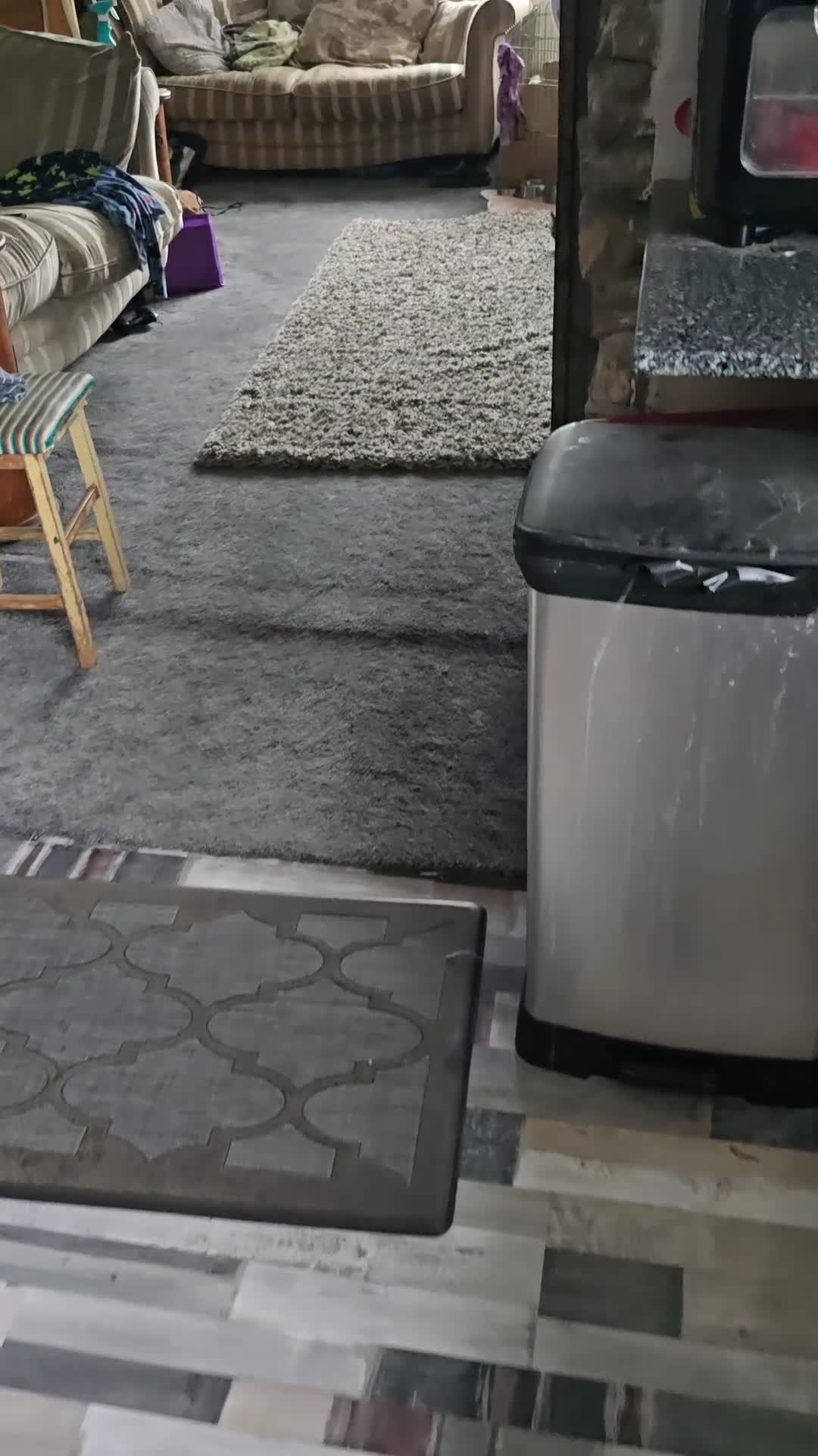 Chihuahua dogs for sale: KC Reg Chihuahua Pups, Champion lines. - Video 2