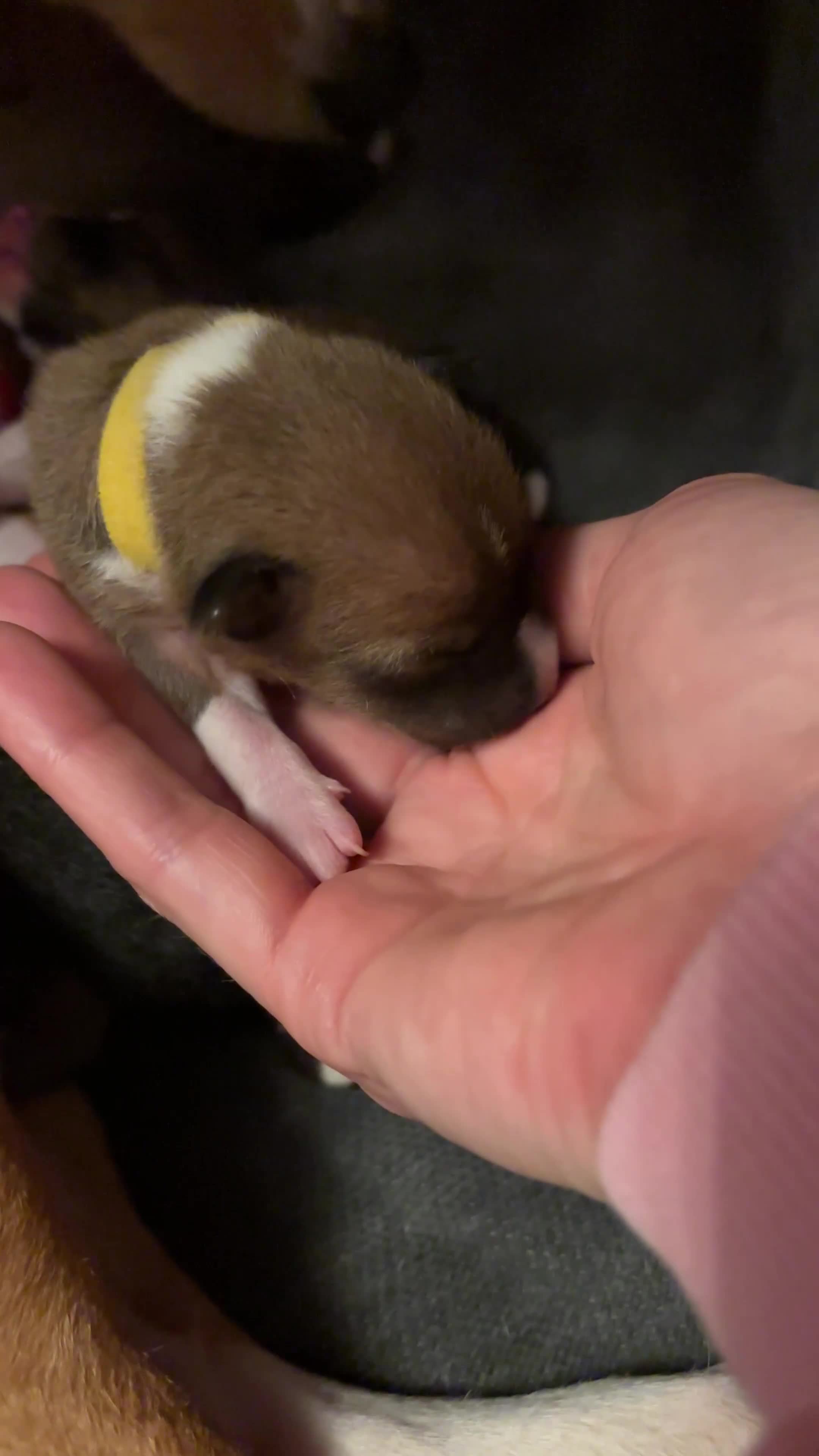 Basenji dogs for sale: Basenji puppies  - Video 1