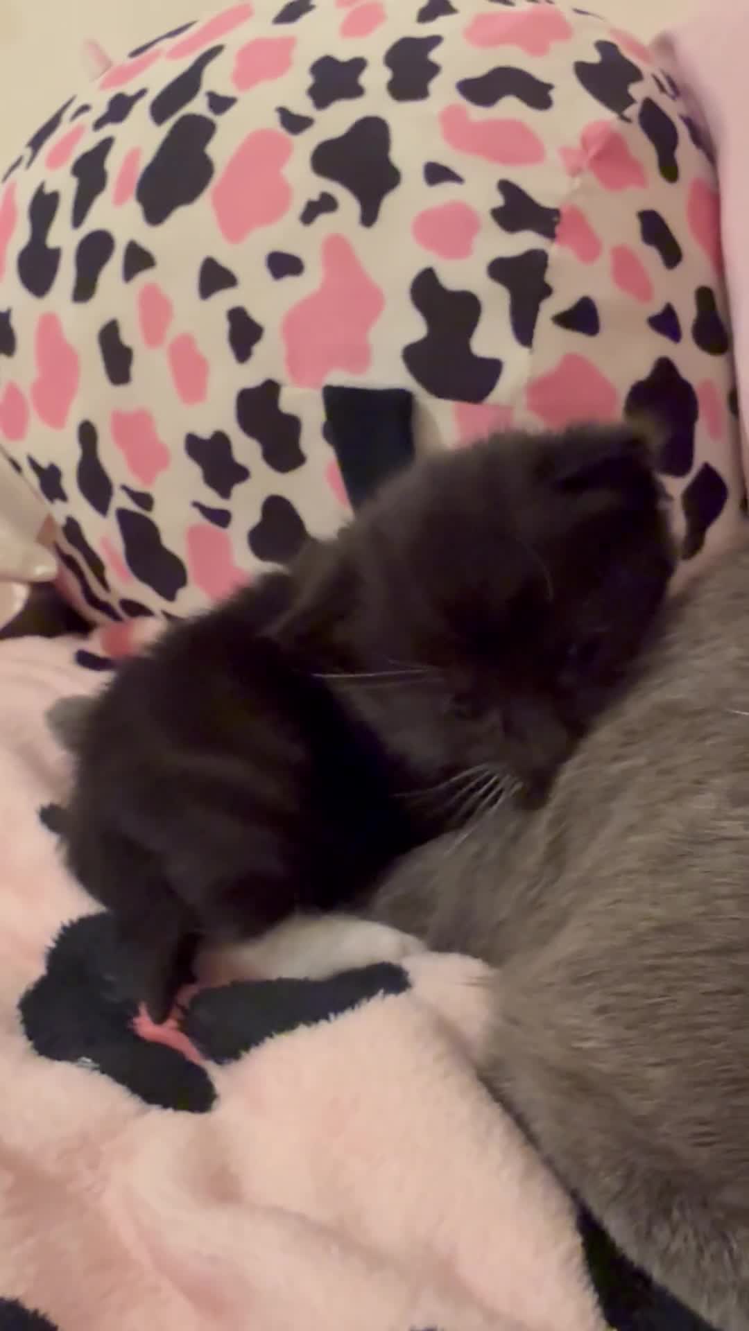 Mixed Breed cats for sale: Russian blue x tabby  - Video 1