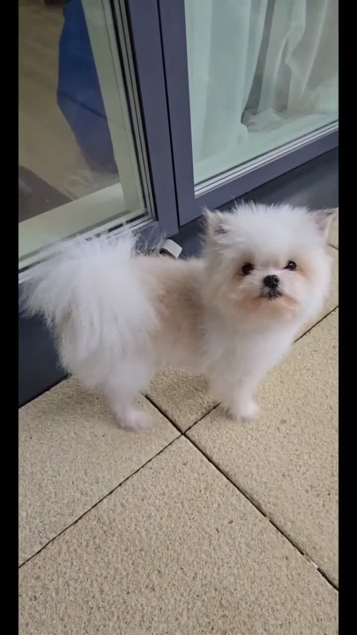 Mixed Breed dogs for sale: Tiny Pomeranian x  - Video 1