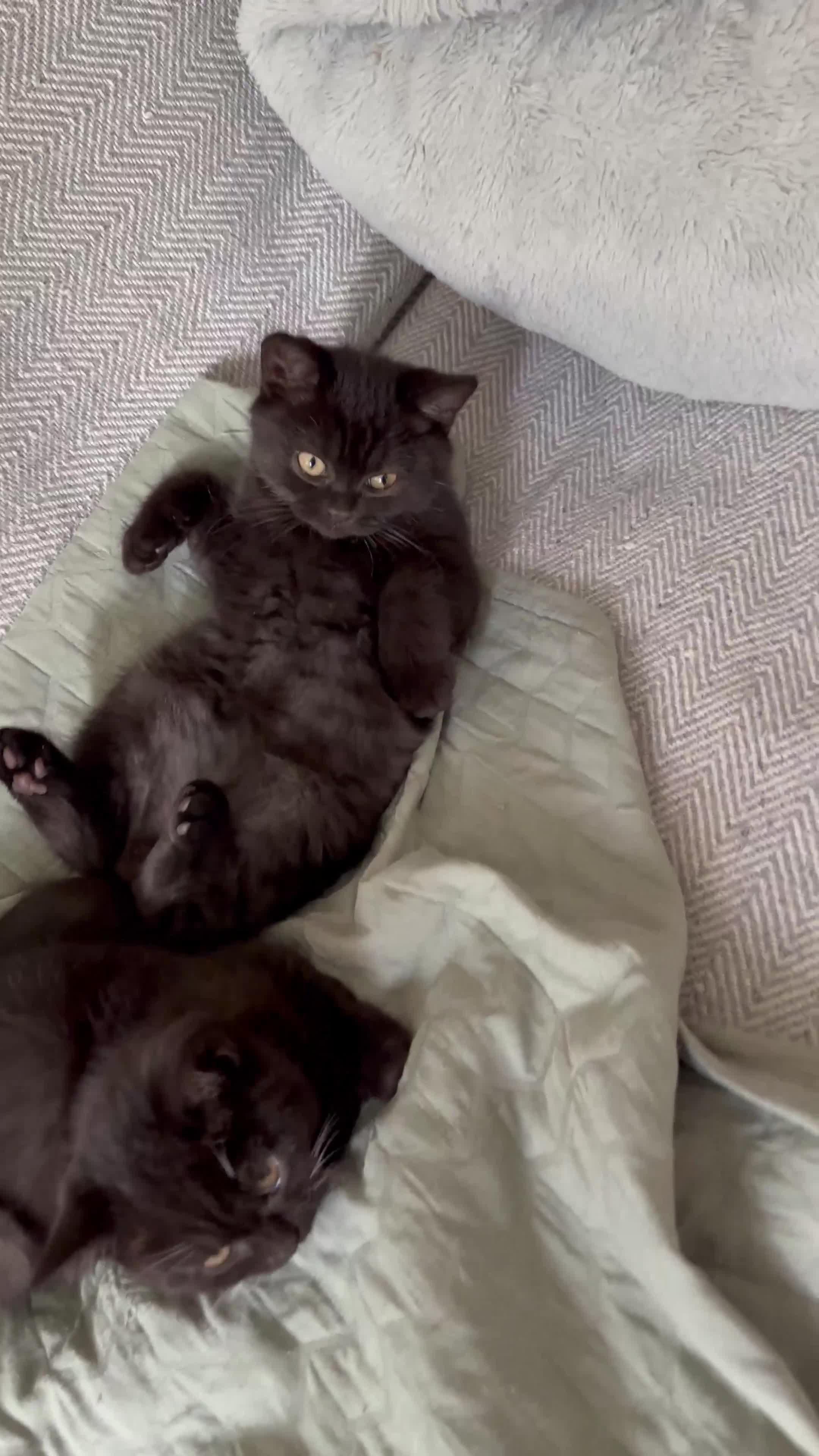 British Shorthair cats for sale: British shorthair blue - Video 2