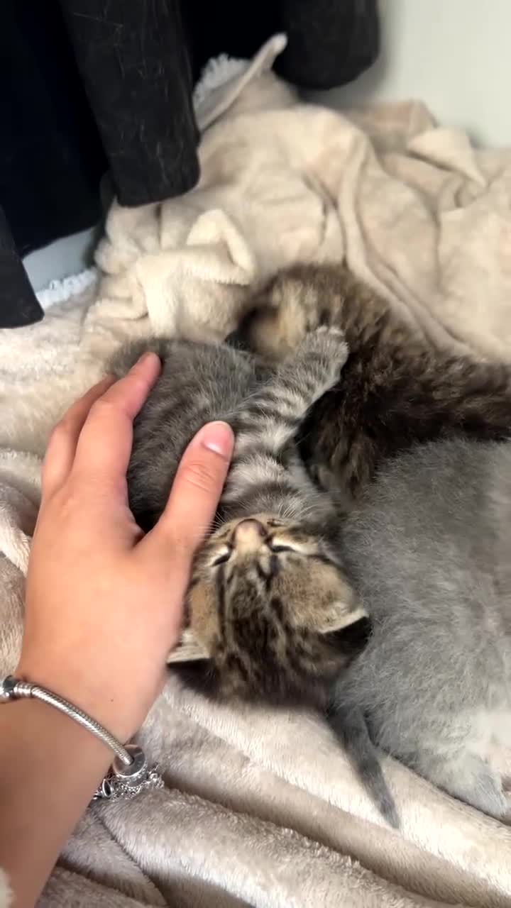 Scottish Fold cats for sale: Rare Scottish Fold x Scottish Straight Kittens 🌟 in Derby - Video 3