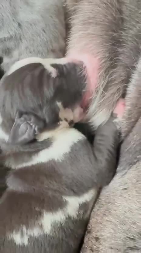 Great Dane dogs for sale: Welcome tothe world KC Registered Champ Bloodlines in Maidstone - Video 1