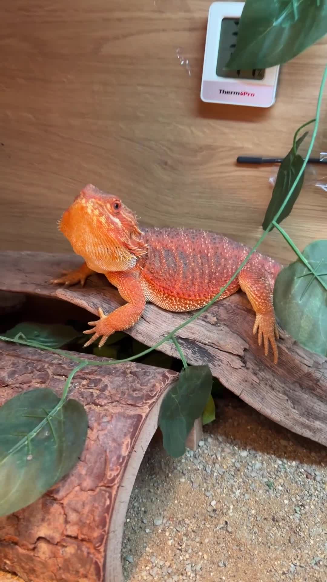 Bearded Dragon reptiles for sale: Healthy Happy Male Bearded Dragon with setup - Video 1