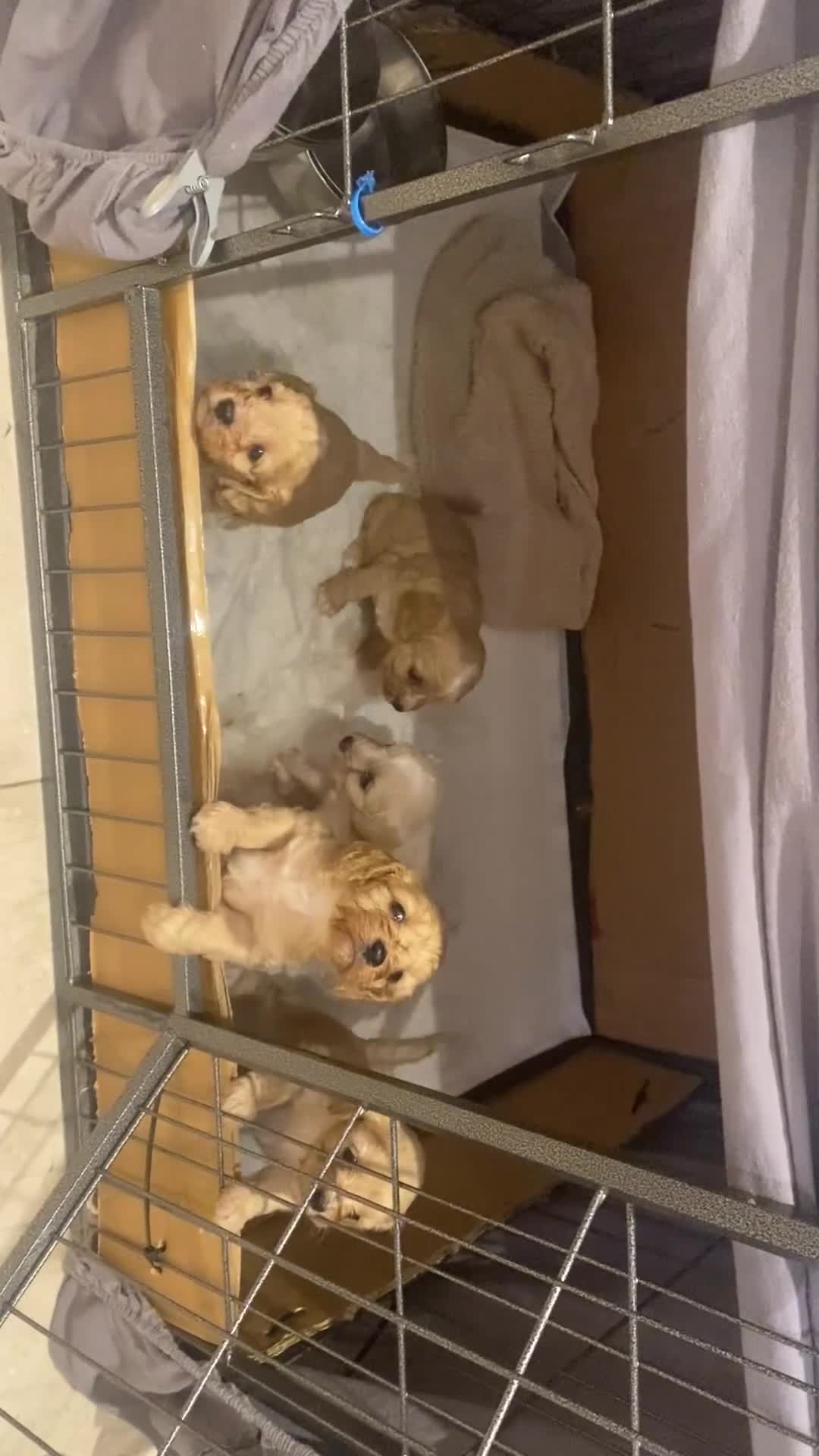 Cavapoo dogs for sale: Cavapoo pups  - Video 1