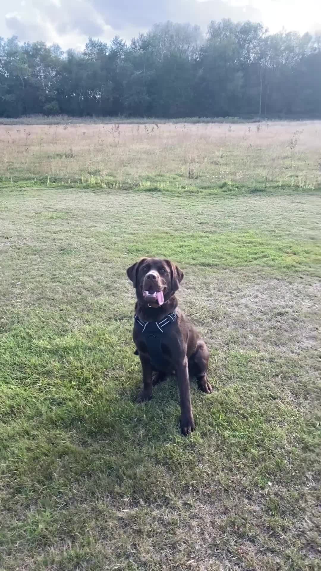 Mixed Breed dogs for sale: Belle LabX - Video 3
