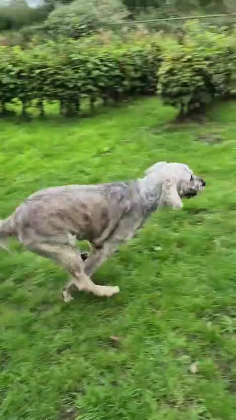 Mixed Breed dogs for adoption: 💚 Oscar - our bear boy💚 - Video 2