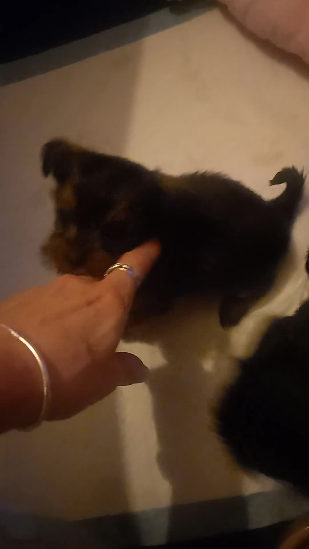 Shorkie dogs for sale: Beautiful shorkie babies  - Video 1